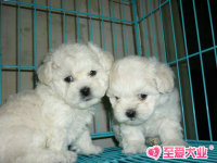 支持支付宝可爱比熊幼犬出售保证品质健康上海CKU注册犬舍