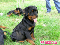 上海CKU注册犬舍极品罗威纳幼犬狗狗保证健康品质支持支付宝