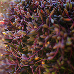 紫玄月多肉植物按根出售