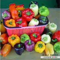 种朝天椒 五彩椒 甜椒 辣椒种子 盆栽蔬菜种子 四季可播 易种