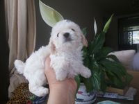 上海纯种白泰迪玩具犬白色贵宾犬保证健康纯种1