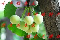 陇南康县青冈林土特产生白果银杏果千年古树野生白果两斤包邮
