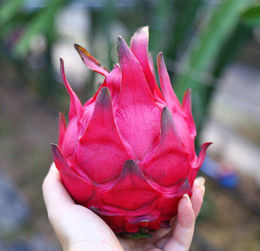 广西红心火龙果5斤(中果) 250-350g/个新鲜水果胜海南越南火龙果